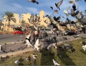 لو عايز تعيش مع آلاف الطيور لازم تيجى الميدان ده فى بورسعيد.. أجمل من أوروبا