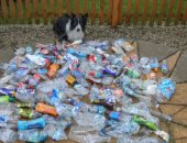 كلب يشارك أصحابه فى جمع الزجاجات البلاستيكية لإعادة تدويرها بإنجلترا.. صور