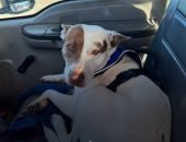 السائق كان "كلبا".. أغرب حادث تصادم بين سيارتين فى ولاية تكساس (فيديو)