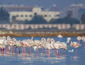 بورسعيد تستعد لإطلاق "مهرجان بورسعيد الدولي لمراقبة وتصوير الطيور"