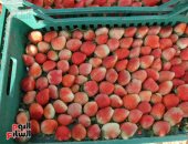 الذهب الأحمر بمزارع النوبارية يتلألأ بالأسواق العالمية.. بدء جنى محصول الفراولة