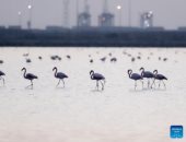 رقصات طائر الفلامنجو على نغمات السمسمية فى بحيرة بورسعيد