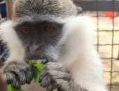 ظهور حالات جديدة لفيروس جدرى القرود فى الصين