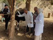 بيطرى المنوفية: تحصين أكثر من 296 ألف رأس ماشية وأغنام ضد الحمى القلاعية