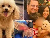 عائلة أمريكية تقاضى فندقًا للحيوانات لنفوق كلبتهم فى هجوم من 16 كلبًا.. صور