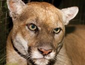مسئولو الحياة البرية فى لوس أنجلوس ينفذون عملية قتل رحيم لـ"قط هوليوود" الشهير