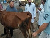 جامعة الزقازيق توجه قافلة بيطرية لقرية الشبانات مركز الزقازيق 