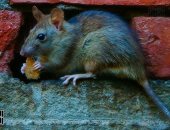 صورة ومعلومة.. فأر المنازل وصل لكل قارات العالم ويأكل حتى الصابون