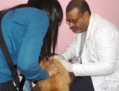 مبادرة تطوعية لعلاج الحيوانات الأليفة بالتعاون مع الطب البيطرى فى أسوان