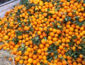 مزارع الأقصر تستعد لموسم جمع البرتقال معشوقة الطقس البارد بالمنازل.. صور