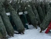 إيطاليا تعانى من نقص أشجار "عيد الميلاد " بسبب تغير المناخ والجفاف 