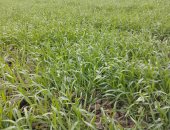 مديرية الزراعة فى الشرقية تعلن زراعة 344 ألف فدان بمحصول القمح