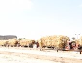 مصانع كوم أمبو وإدفو تستعد لاستقبال حصاد 88 ألف فدان من محصول القصب