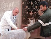 جامعة الزقازيق توجه قافلة بيطرية لقرية الديسة في محافظة الشرقية