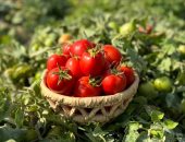 الطماطم منورة المزارع.. الأقصر تواصل موسم الحصاد فى المزارع الجبلية.. صور