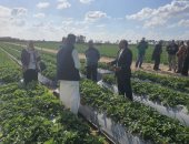 لجنة من وزارة الزراعة لمتابعة محصول الفراولة بالقنطرة غرب