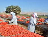 "الحمراء المجففة".. الأقصر تبدأ موسم تجفيف الطماطم بالمناشر لتصديرها للخارج