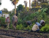 محافظ الإسكندرية: زراعة نحو 40 ألف شجرة منذ بدء تنفيذ مبادرة 100 مليون شجرة