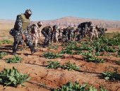 قوات حرس الحدود تدمر 160 مزرعة مخدرات وتضبط 4 مصانع حشيش.. صور