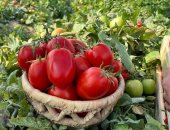 الطماطم منورة مزارع الأقصر.. استمرار موسم الجمع فى المزارع الجبلية
