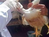 تحصين 64 ألف طائر ضد أنفلونزا الطيور والأمراض الوبائية بقرى كفر الشيخ