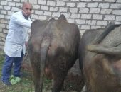 جامعة الزقازيق توجه قافلة بيطرية لقرية الطيبة مركز الزقازيق بمحافظة الشرقية