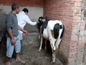 تحصين 248 ألف رأس ماشية ضد الحمى القلاعية والوادى المتصدع بالغربية 