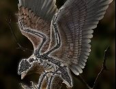 علماء يعثرون على أحفورية حيوان برأس ديناصور وجسم طائر.. فيديو وصور