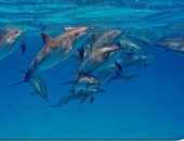 أشهرها الدولفين الدوار.. دلافين البحر الأحمر تجذب آلاف السياح (صور)