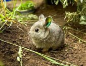 تعرف على أصغر سلالة أرانب فى العالم "بحجم كف اليد".. فيديو وصور