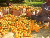 بدء موسم حصاد اليوسفى فاكهة الشتاء بمزرعة الملك فاروق بالأقصر.. فيديو