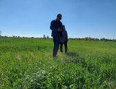مدير مديرية الزراعة بجنوب سيناء يتابع زراعة محصول القمح