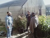 "زراعة جنوب سيناء": متابعة لأهم الخدمات والأنشطة بالقطاع في مدن المحافظة