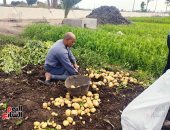 "خير مزارع مصر".. محصول بطاطس العروة الشتوية الأكثر تصديرا والفدان ينتج 12 طنا