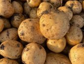 مزارعو المنوفية: محصول البطاطس حقق أعلى إنتاجية العام الجارى.. صور