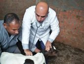 جامعة الزقازيق توجه قافلة بيطرية لقرية عزبة البحر بمركز الزقازيق