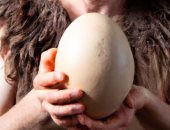 اكتشاف بيض نعام فى الصحراء يعود تاريخه إلى 7500 عام.. اعرف الحكاية