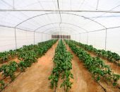 "زراعة النواب" توصى بفتح أسواق جديدة فى أفريقيا وآسيا لزيادة الصادرات