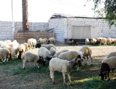 "زراعة أسوان" يطرح خراف وعجول حية بأسعار مناسبة قبل عيد الأضحى