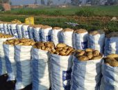 مزارعو دمياط يحصدون البطاطس: "الخير السنة دى كتير والإنتاج كله بركة".. فيديو