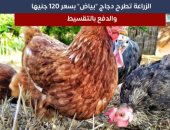 طرح دجاج بياض بسعر 120 جنيها والدفع بالتقسيط.. فى نشرة تليفزيون اليوم السابع