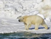 ابتكار نسيج جديد مستوحى من الدب القطبى أخف بنسبة 30٪ من القطن وأكثر دفئًا 