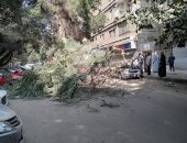سقوط شجرة فى شارع ميشيل باخوم بالدقى يتسبب فى غلق الطريق .. صور