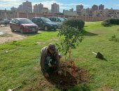 محافظ الإسكندرية: زراعة 1184 شجرة خلال الأسبوع الـ 22 بنطاق الأحياء 