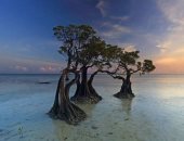 الأشجار الراقصة.. لقطات مذهلة لجزر النباتات فى إندونيسيا