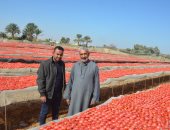 مراحل العمل فى موسم تجفيف الطماطم بالأقصر من الحصاد للتصدير × 15 صورة