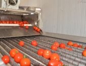 من أرض الأجداد لإيطاليا والبرازيل.. تجفيف الطماطم بالأقصر استعدادا للتصدير دوليا