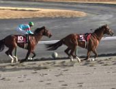 حصان يفوز بسباق فى طوكيو بدون فارس.. على طريقة فيلم أحلام عمرنا "فيديو"