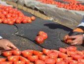 "الذهب الأحمر".. مراحل تجفيف الطماطم من المزرعة إلى التصدير للخارج (فيديو)