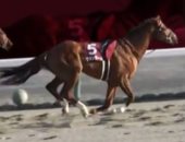 طريقة درامية.. حصان "مثير للإعجاب" يفوز بسباق فى طوكيو بعد سقوط الفارس (فيديو)